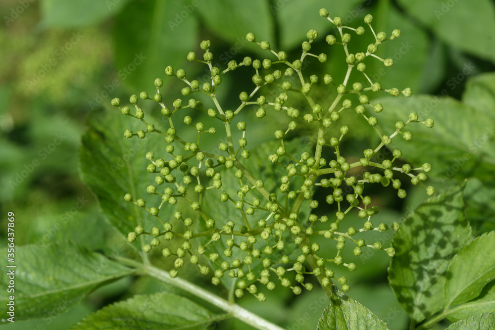 Knospen der Hollunder Blüten Knospen der Hollunder Blüten