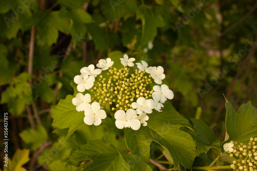 The white flowers of viburnum vegetation spring