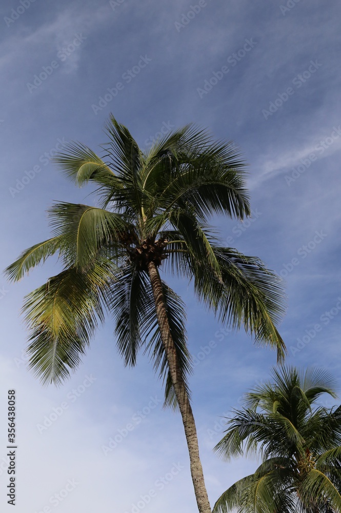 Fototapeta premium Tropical palm tree on a summer sky
