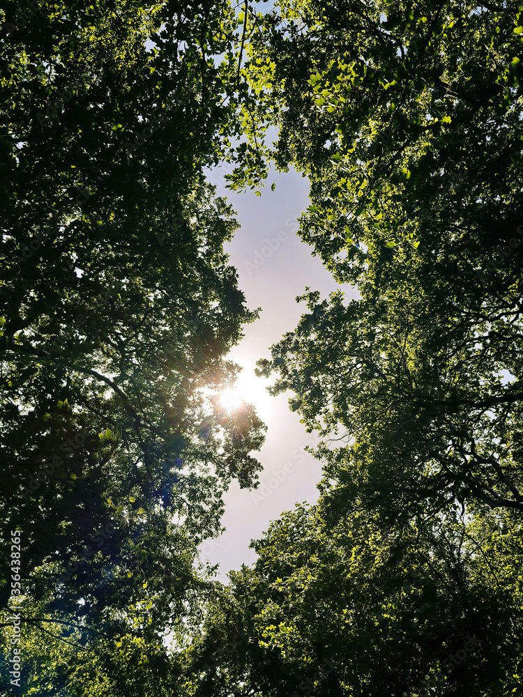 Fototapeta premium Sunlight shining through green tree tops