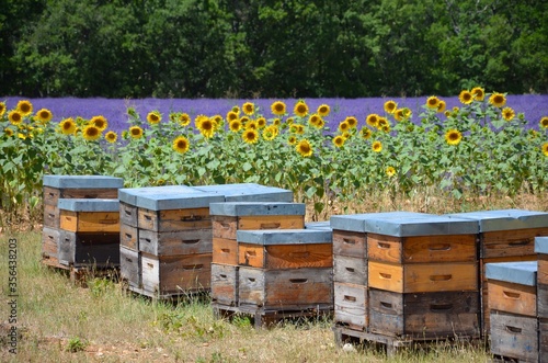 Colorful bee boxes in front of sunflowers and a lavender field in Provence, France