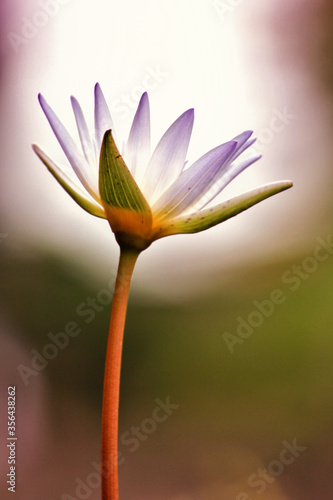 Lotus bloom glowing in the sun © Berta