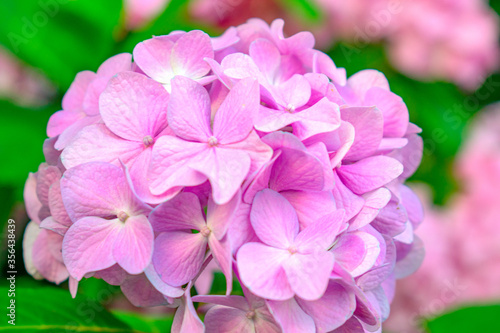  pink hydrangea flower
