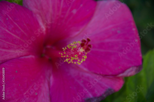 Close up of Hibiscus flower