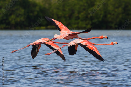 greater flamingo in flight