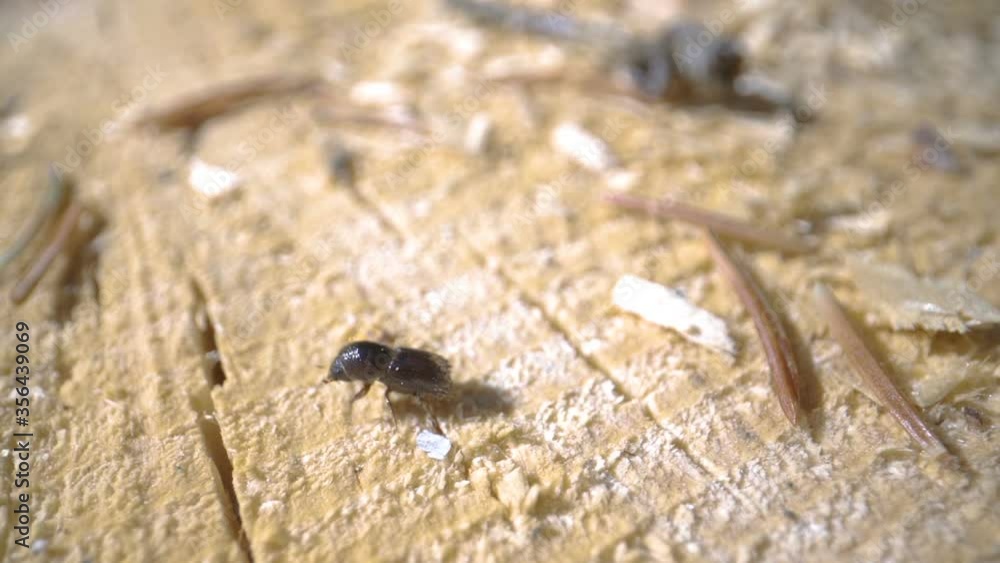 A closer look of the black Ips typographusv or European spruce bark beetle A closer look of the black Ips typographusv or European spruce bark beetle