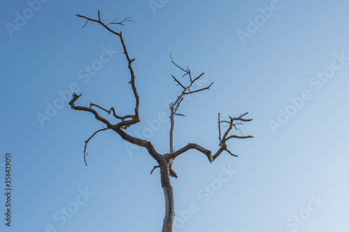 Dead branches of a tree.Dry tree branch.Part of single old and dead tree on blue sky background.Dry wooden stick from the forest isolated .