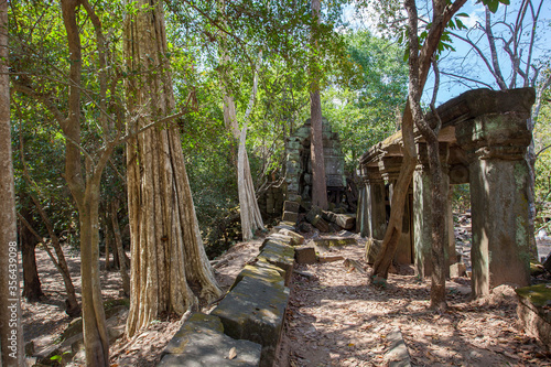 Beng Mealea temple ruins and banyan tree, the Angkor Wat style located east of the main group of temples at Angkor, Siem Reap, Cambodia.