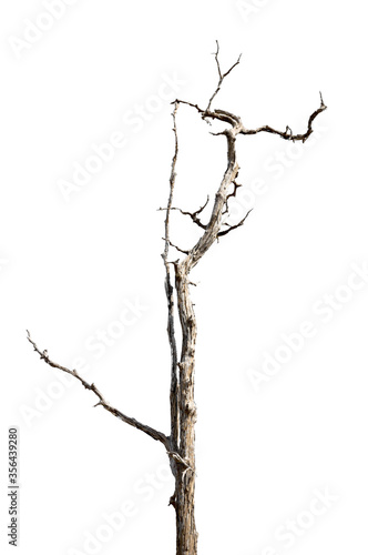 Dry branch of dead tree with cracked dark bark.beautiful dry branch of tree isolated on white background.Single old and dead tree.Dry wooden stick from the forest isolated on white background . © Chalermwoot
