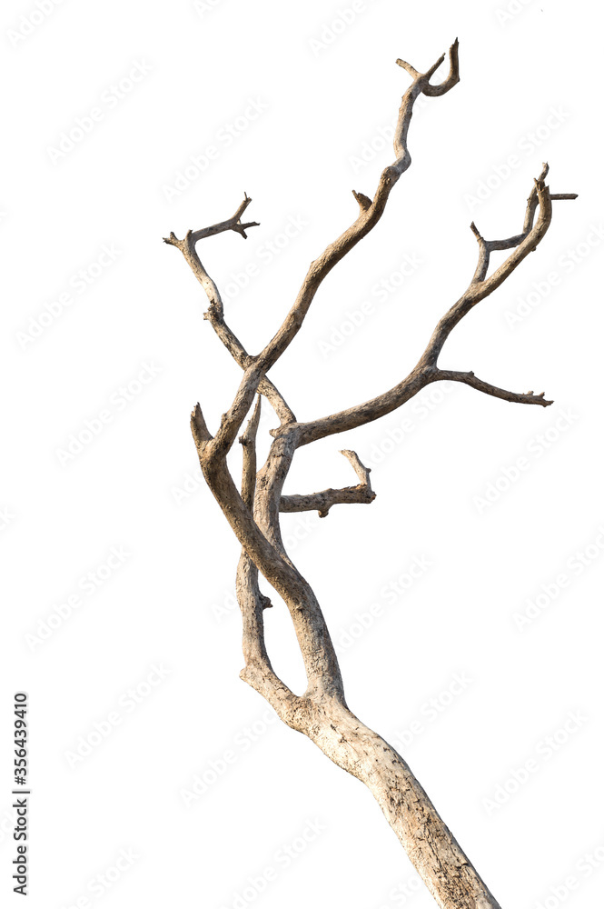 Dry branch of dead tree with cracked dark bark.beautiful dry branch of tree isolated on white background.Single old and dead tree.Dry wooden stick from the forest isolated on white background . Dry branch of dead tree with cracked dark bark.beautiful dry branch of tree isolated on white background.Single old and dead tree.Dry wooden stick from the forest isolated on white background .