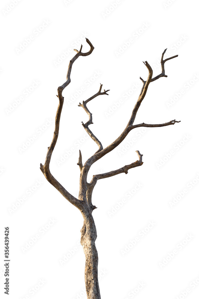 Dry branch of dead tree with cracked dark bark.beautiful dry branch of tree isolated on white background.Single old and dead tree.Dry wooden stick from the forest isolated on white background . Dry branch of dead tree with cracked dark bark.beautiful dry branch of tree isolated on white background.Single old and dead tree.Dry wooden stick from the forest isolated on white background .
