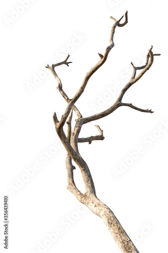 Dry branch of dead tree with cracked dark bark.beautiful dry branch of tree isolated on white background.Single old and dead tree.Dry wooden stick from the forest isolated on white background .
