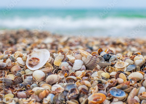 Seashells on the seashore. Sea waves. Coast © ppvector