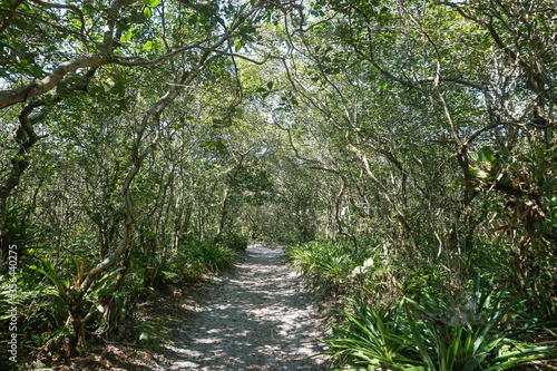 Path towards the beaches in Ilha do Mel, Paraná, Brazil