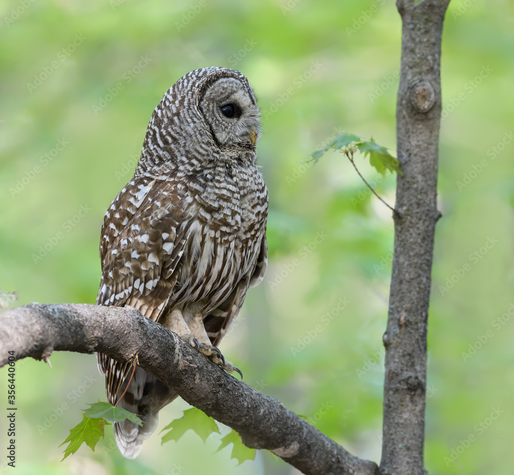 Barred Owl in Closeup Portrait in Spring on Green Yellow Background Barred Owl in Closeup Portrait in Spring on Green Yellow Background