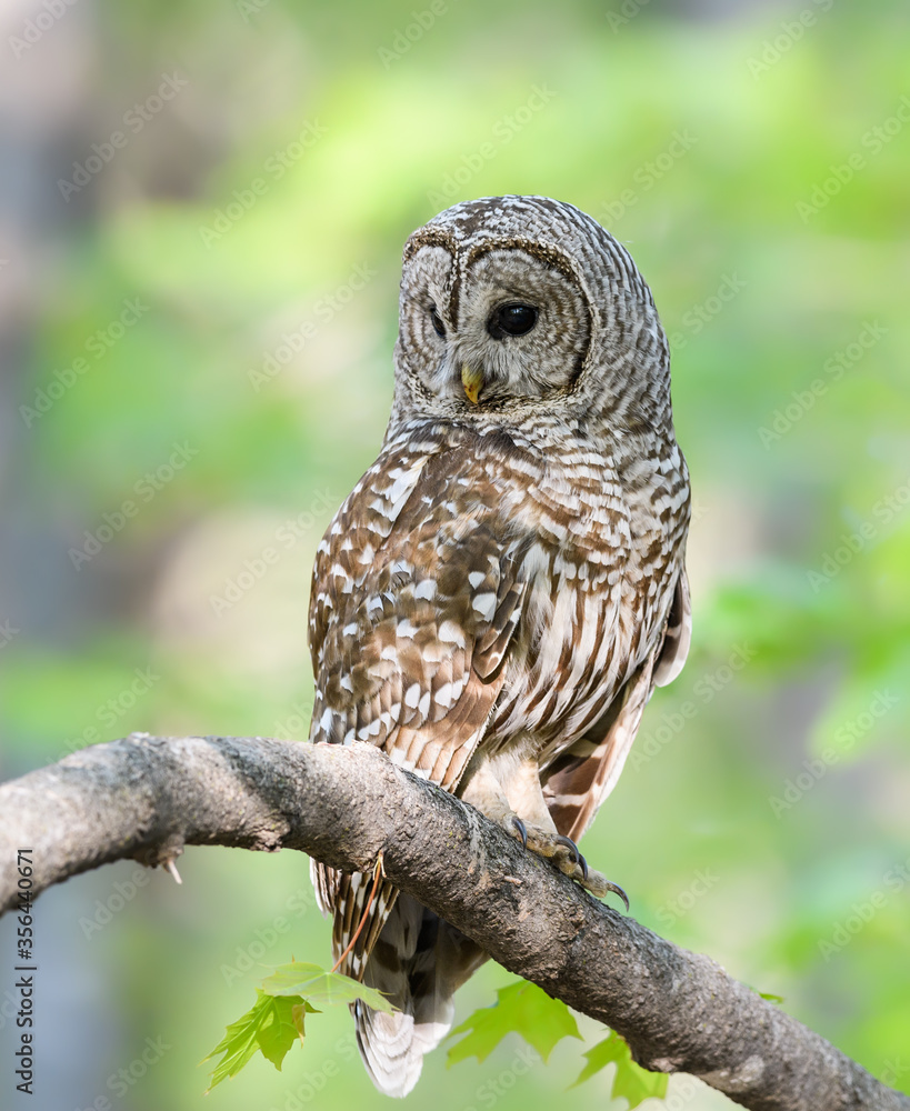 Obraz premium Barred Owl in Closeup Portrait in Spring on Green Yellow Background