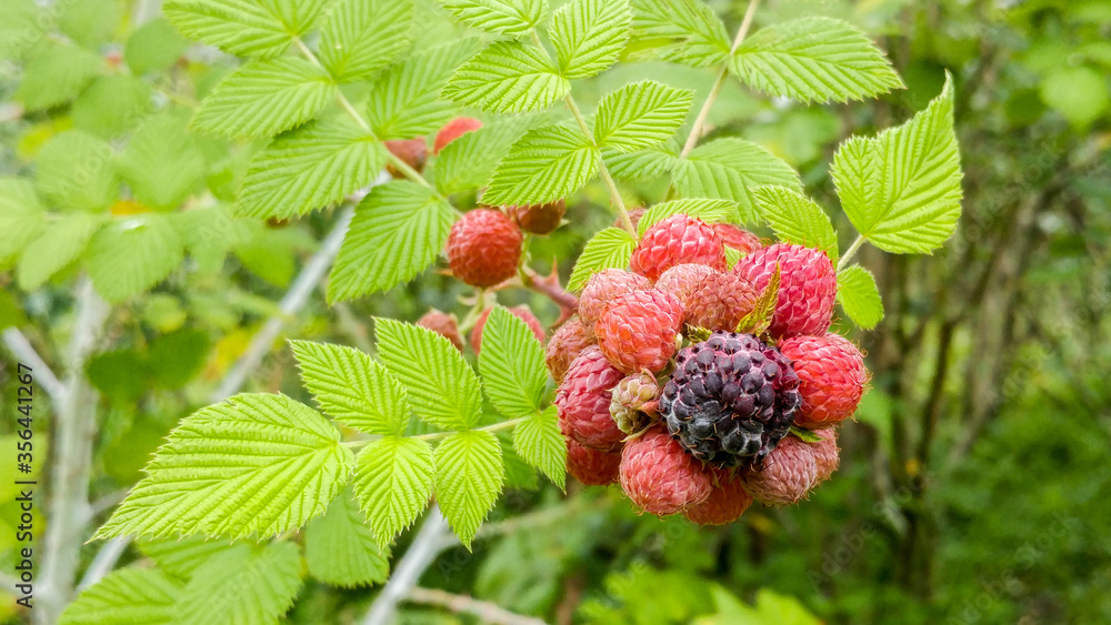 Ripe and unripe raspberries (Rubus niveus) Ripe and unripe raspberries (Rubus niveus)