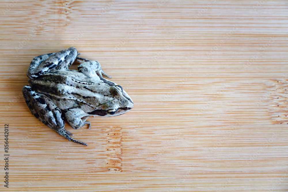 Obraz premium Gray frog sitting on a wooden deck, background.
