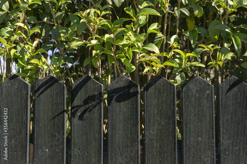 Black wooden fence with green trees behind. Outdoor garden design, security concept.