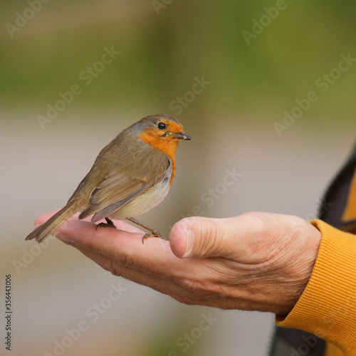 Redbreast robin eating from hand in Seaton Wetlands Nature Reserve, Devon © Savo Ilic