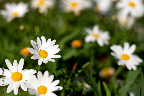 Beautiful white daisy flower in the garden.