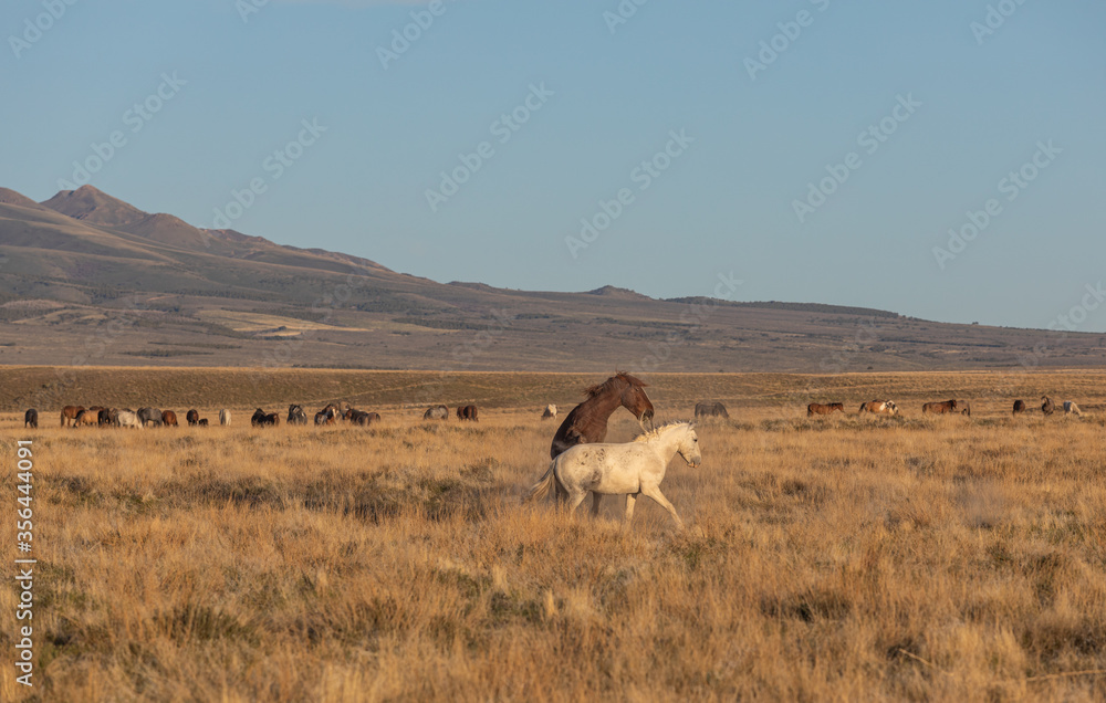 Wild Horse Stallions Sparring in the Utah Desert Wild Horse Stallions Sparring in the Utah Desert