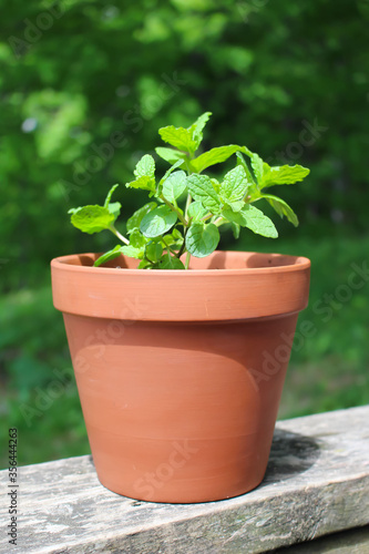 Potted mint growing in a pot outdoors © GVictoria