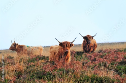Fototapete Highland Cows on Exmoor