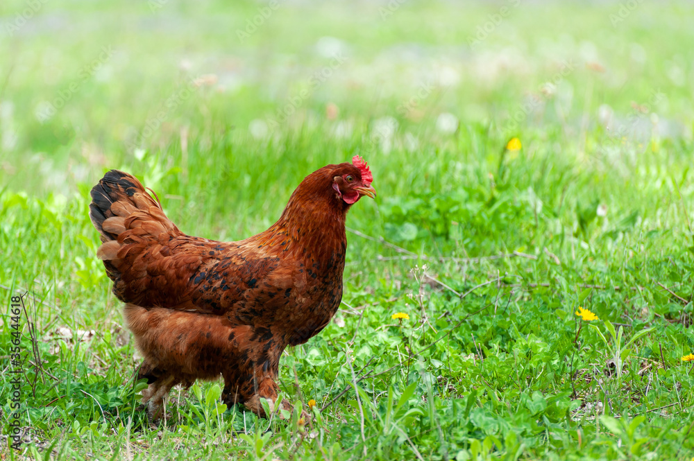 Fototapeta premium Chiken close up on the farm