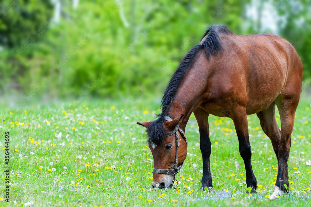 Brown horse eating grass on the farm land on a sunny day. Brown horse eating grass on the farm land on a sunny day.