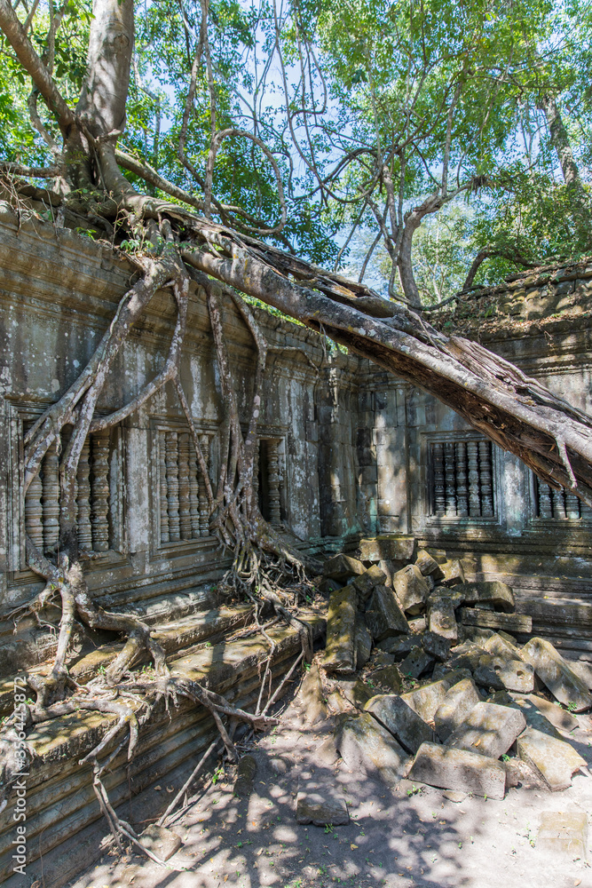 Beng Mealea temple ruins and banyan tree, the Angkor Wat style located east of the main group of temples at Angkor, Siem Reap, Cambodia.