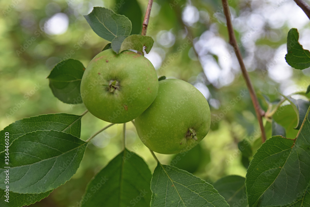 green apples on a tree