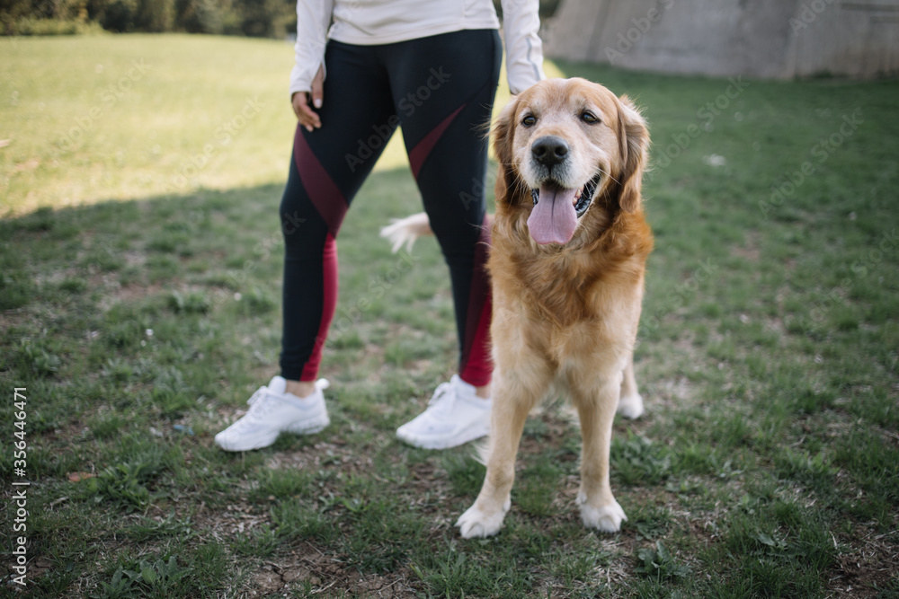 Cute dog standing on lawn near cropped girl. Female legs in sport leggins walking with retriever dog on field. Cute dog standing on lawn near cropped girl. Female legs in sport leggins walking with retriever dog on field.