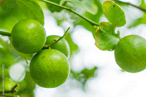 Wallpaper Mural Close up of green limes fruit hanging on branch. Torontodigital.ca