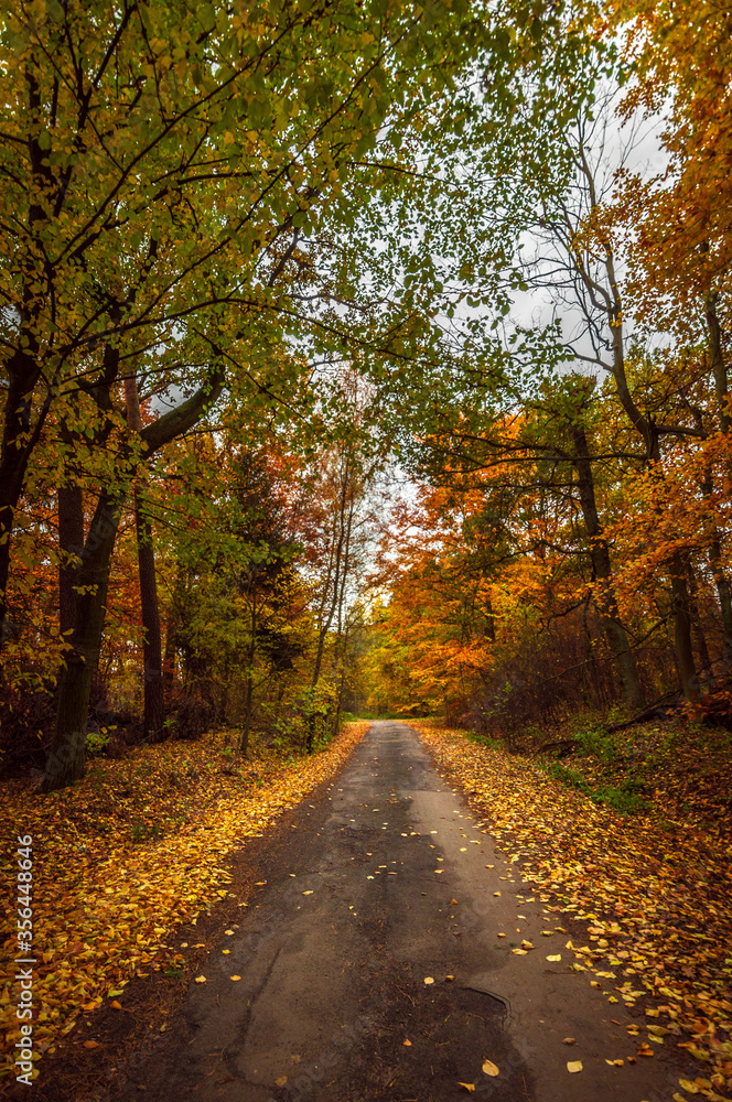 Obraz premium Jesień