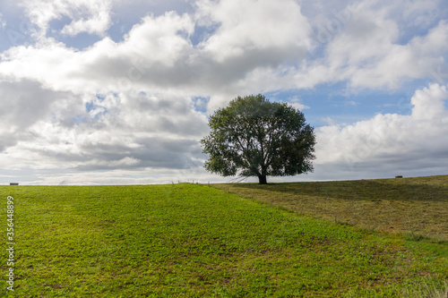 Solitary tree in the North Island of New Zealand, on an open field of green