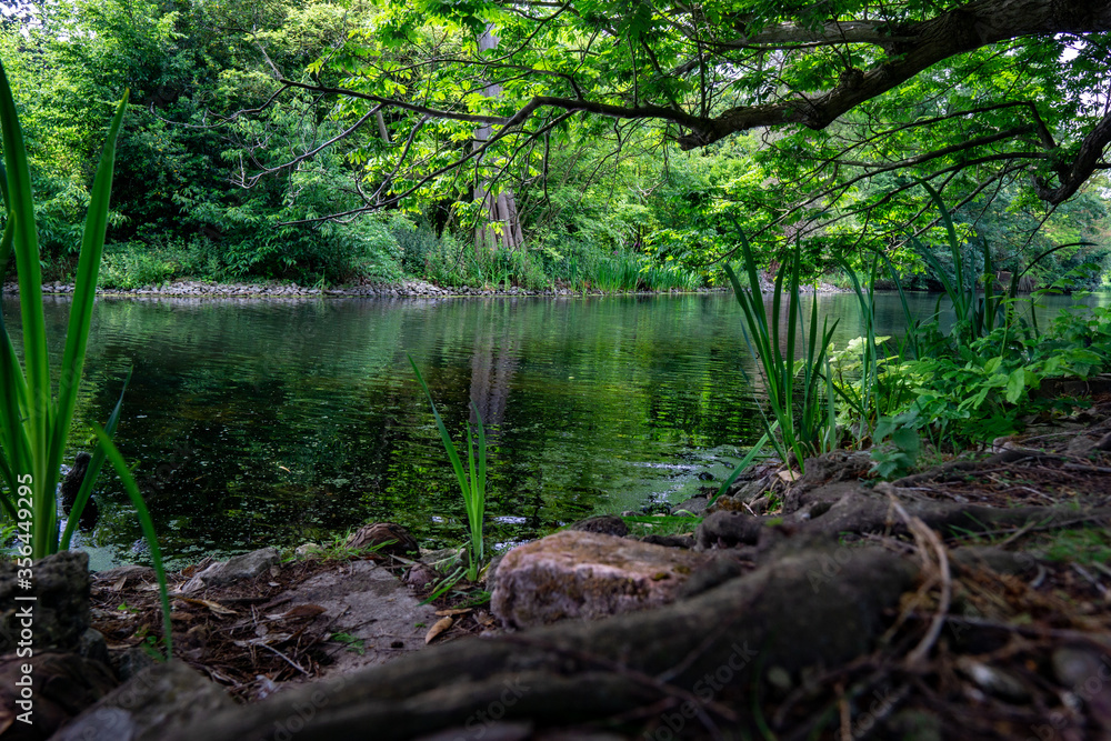 lake in the forest lake in the forest