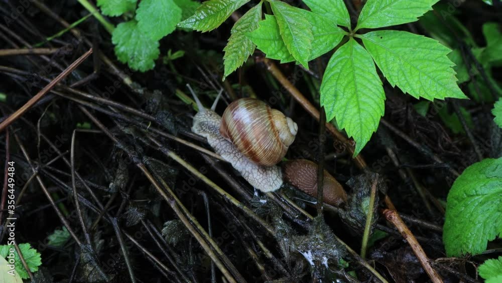One brown land snail during on rotten branch in the garden after the rain One brown land snail during on rotten branch in the garden after the rain