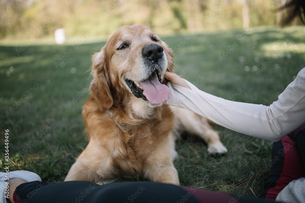 Female hand petting retriever dog in forest. Close-up view of happy dog enjoying caressing from his owner while lying on meadow in park. Female hand petting retriever dog in forest. Close-up view of happy dog enjoying caressing from his owner while lying on meadow in park.