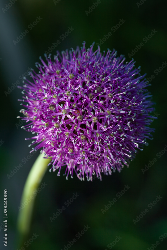 Sand leek (Allium scorodoprasum) flower against a dark background Sand leek (Allium scorodoprasum) flower against a dark background