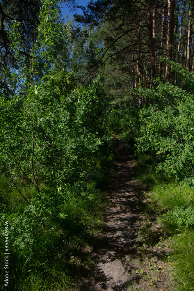 forest path among trees in an impenetrable forest forest path among trees in an impenetrable forest