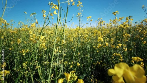 Walking Through the  Rapeseed Agriculture Field, Pov,  Yellow Rape Colza Field in Nature at Countryside