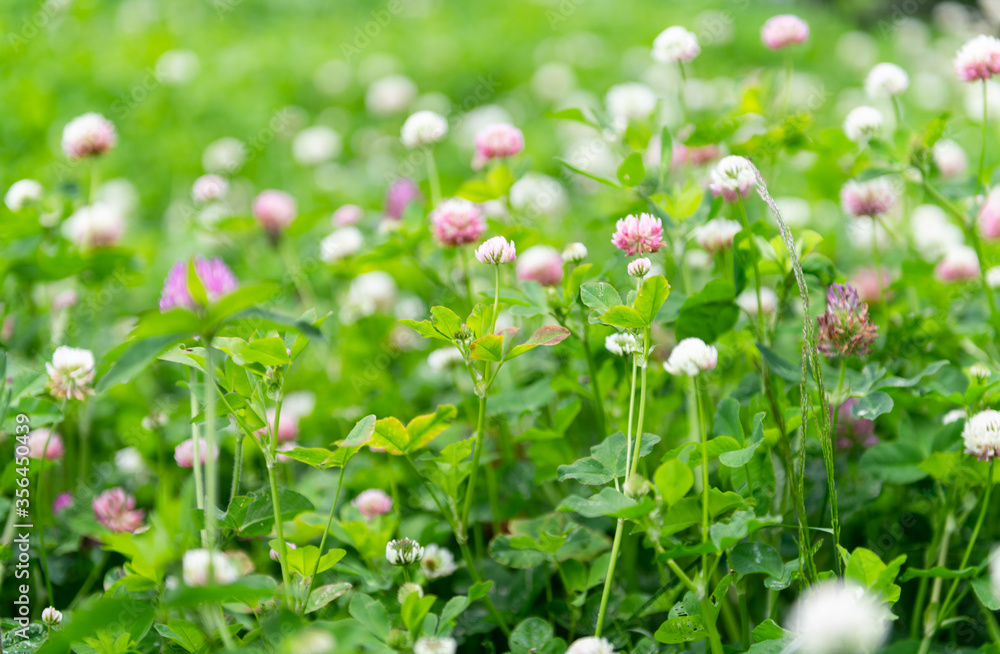 Close up of Pink and White Dutch Clover Flowering Close up of Pink and White Dutch Clover Flowering
