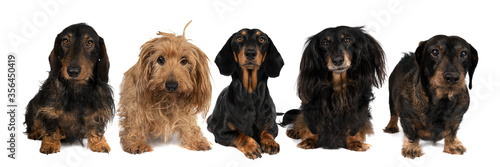 Panorama of five black and tan dachshund dogs standing sitting and lying isolated on a white background © Leoniek