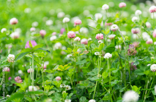 Close up of Pink and White Dutch Clover Flowering © Anna Hoychuk