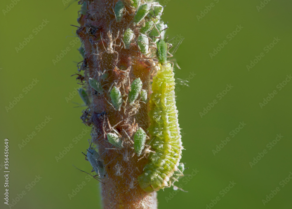 Coccinellidae, a larva, sits on a branch and eats aphids. Stock Photo ...