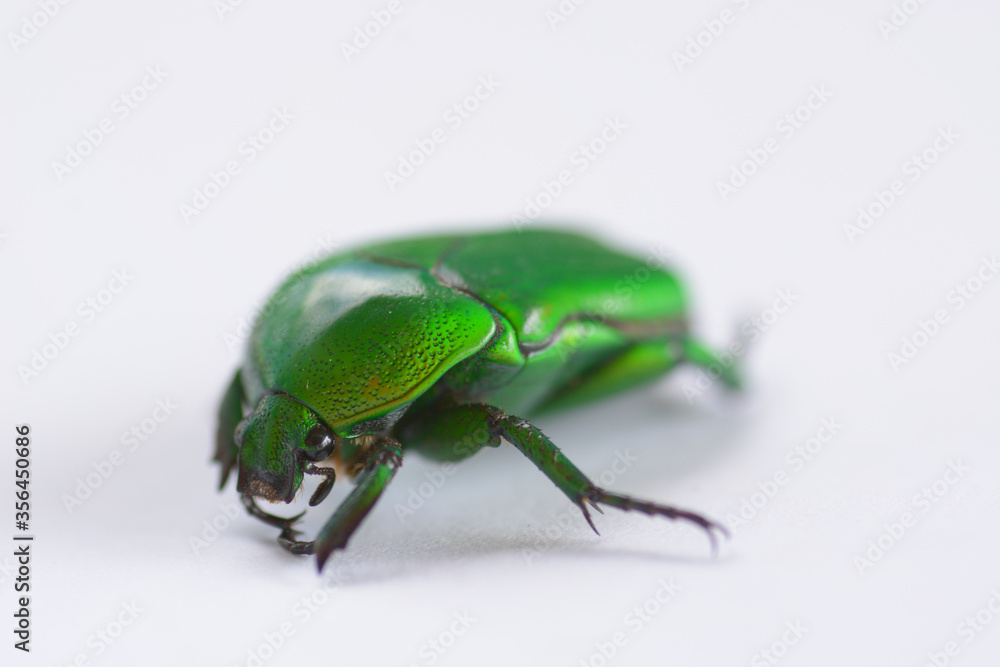 green bug on a white background green bug on a white background