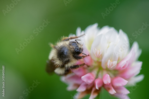 Close up of Honey Bee on White Dutch Clover Flower Outside