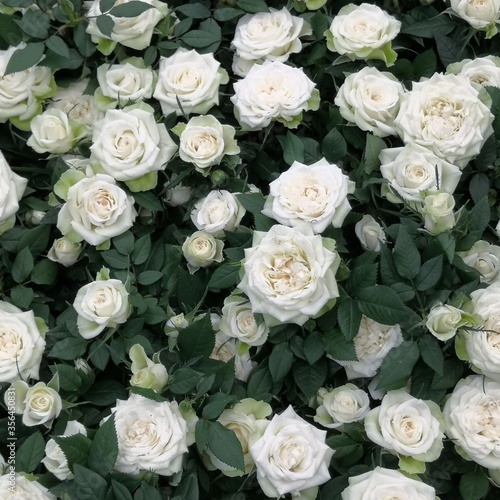 White spray roses. Beautiful background.