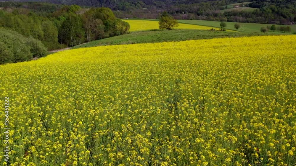 Aerial Panoramic View Of Blossoming Yellow Field Of Rapeseed In Rural Area During Summer. Aerial Panoramic View Of Blossoming Yellow Field Of Rapeseed In Rural Area During Summer.